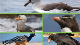 0605_aves
