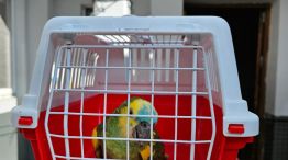 Clausuran criadero ilegal y rescatan 13 perros y un loro silvestre valuado en 13,5 millones.