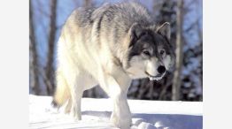 Lobo 20250605