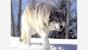 Lobo 20250605