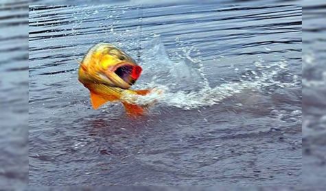 0606_PESCA