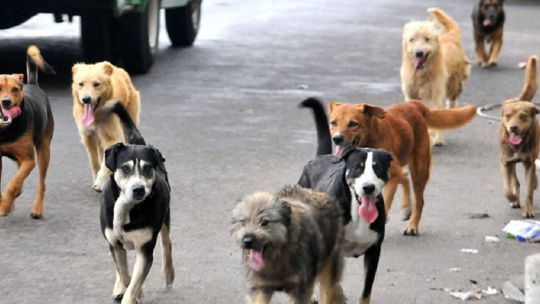 0606_perros
