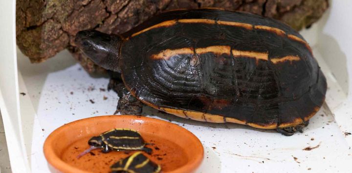 Una foto tomada en el santuario de tortugas A Cupulatta muestra una tortuga Melanochelys Tricarinata junto a sus crías. Foto de AFP