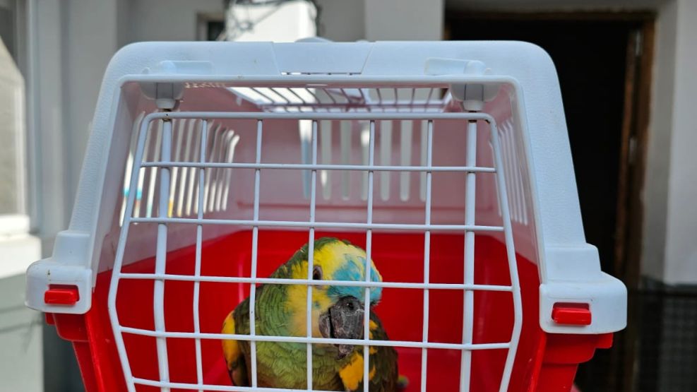 Clausuran criadero ilegal y rescatan 13 perros y un loro silvestre valuado en 13,5 millones.