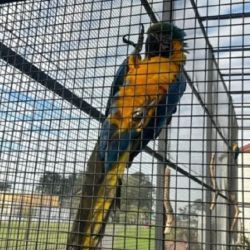 Se encontraban cautivos en un predio a cielo abierto ubicado en Carlos Keen. 