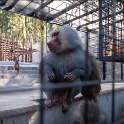 Ahora viven 200 monos papiones a los que se le colocaron microchips.