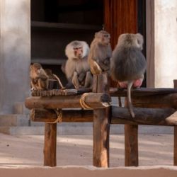 Los monos del Ecoparque de Mendoza tienen nueva casa.