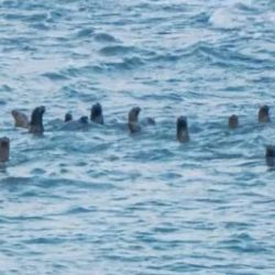 Las primeras orcas del año llegaron a la costa rionegrina.