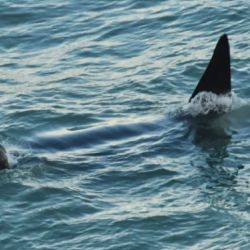 Estas orcas forman parte de los grupos residentes de la Patagonia norte.