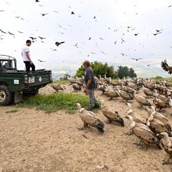 Cientos de buitres leonados se apiñan en el suelo mientras otros sobrevuelan, atraídos por el Muladar de Tiacuto, un lugar de alimentación para aves carroñeras cerca de Nueno, en el noreste de España, donde el Grupo Ornitológico de Huesca distribuye carroña. | Foto:ANDER GILLENEA / AFP