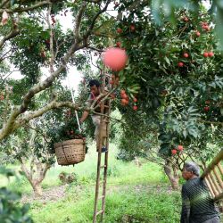 Imagen de un agricultor recolectando lichis en un jardín de lichis, en la aldea de Baiqiao, en Gaozhou de la ciudad de Maoming, en la provincia de Guangdong, en el sur de China. | Foto:Xinhua/Ding Hongfa