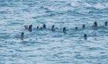 Río Negro: llegaron las primeras orcas para cazar entre los lobos marinos