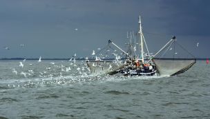 Pesca