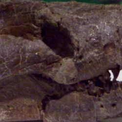 Los restos pertenecen a un reptil que vivió en el mar que invadió la Cuenca Neuquina mucho tiempo antes del levantamiento de la Cordillera de los Andes