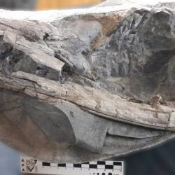 Los restos pertenecen a un reptil que vivió en el mar que invadió la Cuenca Neuquina mucho tiempo antes del levantamiento de la Cordillera de los Andes