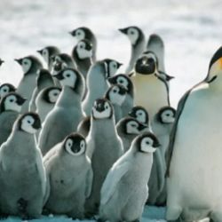 La población de pingüinos emperador en la Antártida está en peligro.