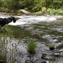 Las probabilidades de tocar fondo en algunos ríos son muy altas aseguran los especialistas, pues ni con la pesca sin muerte ni con la máxima protección hay garantías de que sobreviva el salmón, una especie que, en España, corre riesgos de extinción. 