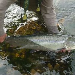 Las probabilidades de tocar fondo en algunos ríos son muy altas aseguran los especialistas, pues ni con la pesca sin muerte ni con la máxima protección hay garantías de que sobreviva el salmón, una especie que, en España, corre riesgos de extinción. 