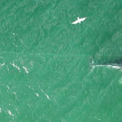 Esta captura de pantalla, tomada de un video proporcionado por la Organización para el Rescate e Investigación de Cetáceos en Australia (ORRCA), muestra a una ballena jorobada en peligro, enredada en una cuerda, nadando al sur del puerto de Sídney. Equipos de rescate de fauna recorrieron la costa este de Australia para encontrar y liberar a una ballena jorobada en peligro, enredada en una cuerda. | Foto:Handout y Clay Sweetman / ORRCA / AFP