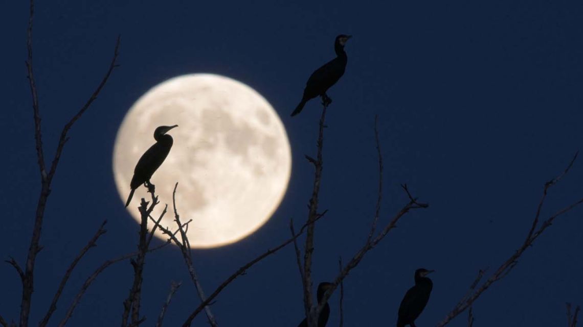 Cuándo será la Luna llena de noviembre y por qué se la conoce como la “Luna del Castor”