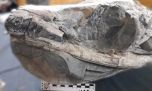 Sorprendente: encuentran el cráneo completo de un milenario cocodrilo marino en Neuquén