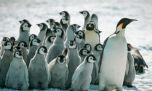 La población de pingüinos emperador en la Antártida disminuye más rápido de lo previsto