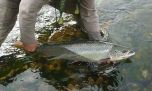 El salmón sufre con las aguas de los ríos a 25°C y va hacia la extinción