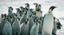 1006_pinguinos