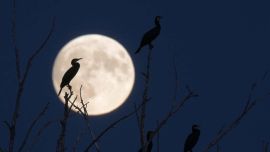 Luna llena de octubre de 2026: cuándo será y cuáles son las fechas de las otras fases