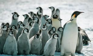 1006_pinguinos