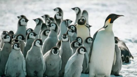 1006_pinguinos