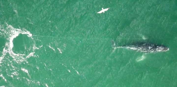 Esta captura de pantalla, tomada de un video proporcionado por la Organización para el Rescate e Investigación de Cetáceos en Australia (ORRCA), muestra a una ballena jorobada en peligro, enredada en una cuerda, nadando al sur del puerto de Sídney. Equipos de rescate de fauna recorrieron la costa este de Australia para encontrar y liberar a una ballena jorobada en peligro, enredada en una cuerda.
