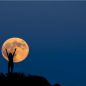 Cuándo es la Luna llena de junio y a qué hora podrá verse en Argentina
