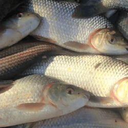 El sábalo migra desde la llanura chaqueña (Argentina-Paraguay) hasta el tramo alto del Pilcomayo en Bolivia donde se convierte en el principal recurso pesquero para consumo y comercio de algunas comunidades ribereñas. 
