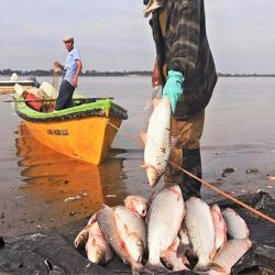 El sábalo migra desde la llanura chaqueña (Argentina-Paraguay) hasta el tramo alto del Pilcomayo en Bolivia donde se convierte en el principal recurso pesquero para consumo y comercio de algunas comunidades ribereñas. 