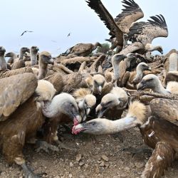 Cientos de buitres leonados se apiñan en el suelo mientras devoran la carroña distribuida por el Grupo Ornitológico de Huesca en el comedero "Muladar de Tiacuto", cerca de Nueno, en el noreste de España. | Foto:ANDER GILLENEA / AFP