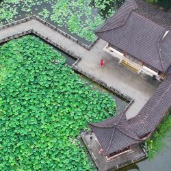 Vista aérea tomada con un dron de personas disfrutando de flores de loto, en Wuhan, en la provincia de Hubei, en el centro de China. | Foto:Xinhua/Zhao Jun