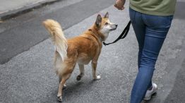 Polémico: Irán prohíbe pasear perros de compañía.