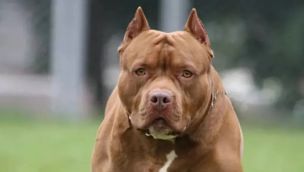 ataque de un pitbull