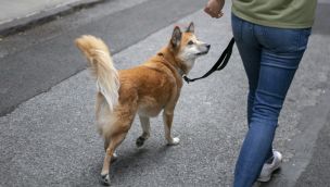 Polémico: Irán prohíbe pasear perros de compañía.
