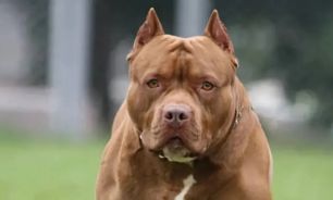 ataque de un pitbull