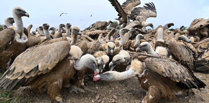 Cientos de buitres leonados se apiñan en el suelo mientras devoran la carroña distribuida por el Grupo Ornitológico de Huesca en el comedero "Muladar de Tiacuto", cerca de Nueno, en el noreste de España.