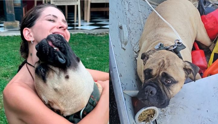 Rescataron al perro de La China Suárez en Nordelta: "Casi se ahoga en la laguna"