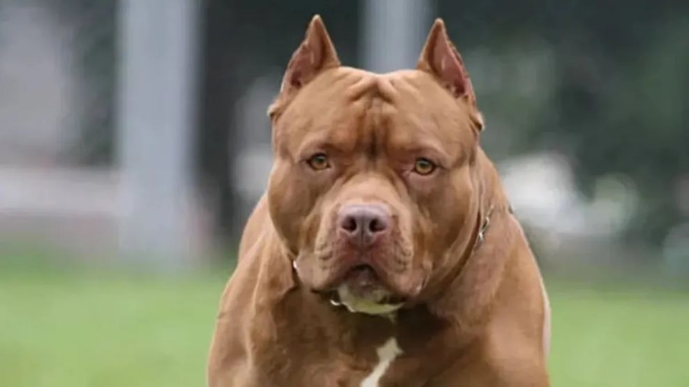 ataque de un pitbull