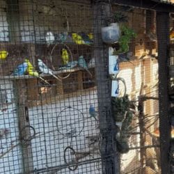 Los representantes de la ley encontraron más de un centenar de aves en cautiverio.