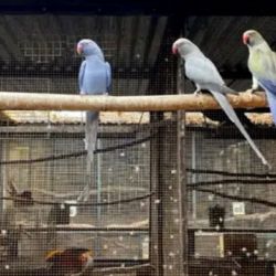 Todos los animales fueron trasladados al Zoológico Municipal de Roque Sáenz Peña. 