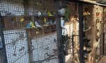 Rescatan más de un centenar de aves exóticas en una vivienda de Chaco