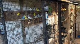 1206_aves