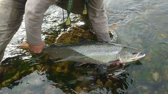 El salmón sufre con las aguas de los ríos a 25°C y va hacia la extinción