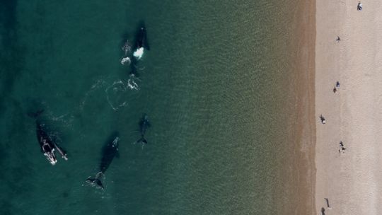 El porqué del comportamiento de las ballenas francas que regresan todos los años a Puerto Madryn y Península Valdés